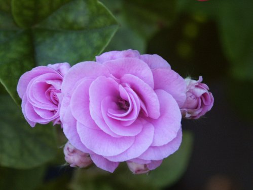 Blue Sybil - H�ngpelargoner.