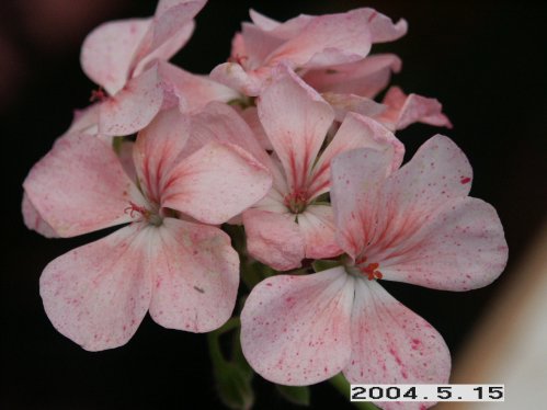 Blueberry Ripple - �gg- och F�gel�ggspelargoner.
