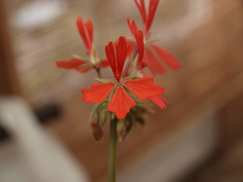 Bob Newing - Stj�rnpelargoner.