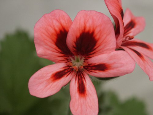 Bolero - Unikpelargoner.