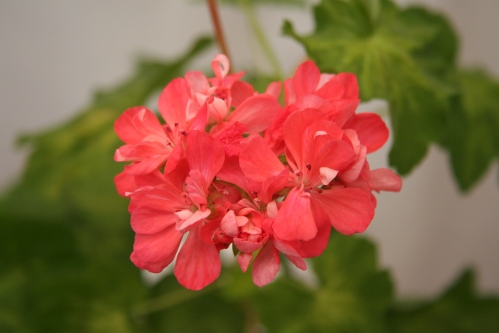 Boniface Butterfly - Brokbladiga pelargoner .