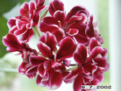 Bonito - H�ngpelargoner.