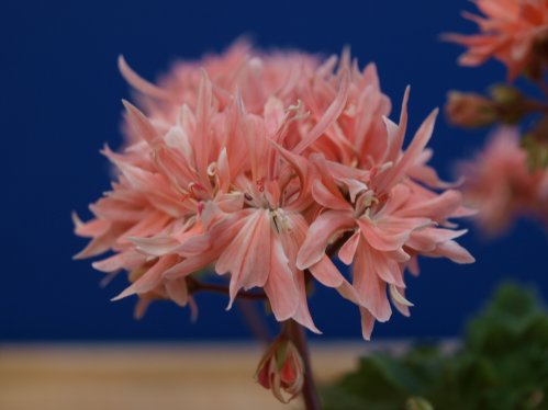 Bonny - Stj�rnpelargoner.