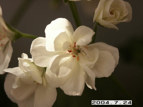 Pac Botham�s Surprise - Hybrider.