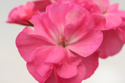 Brackenwood - Zonalpelargoner.