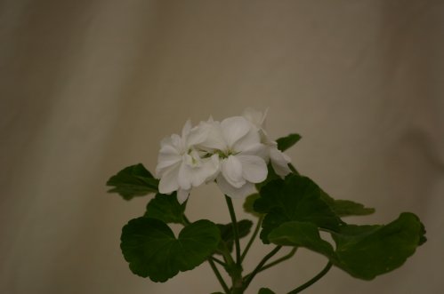 Brantvik - Zonalpelargoner.