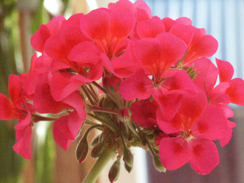Brazil - Zonalpelargoner.