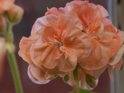 Bridesmaid - Gyllenbladiga pelargoner.