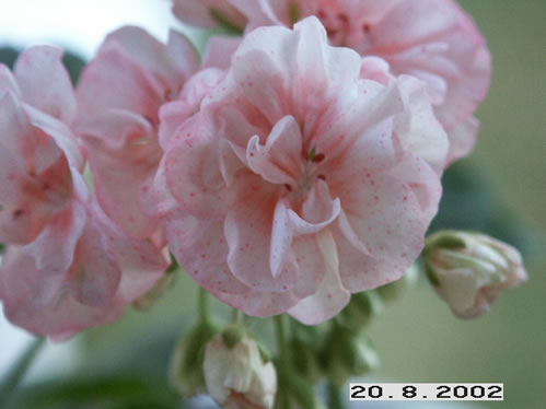 Bright Sparks - �gg- och F�gel�ggspelargoner.