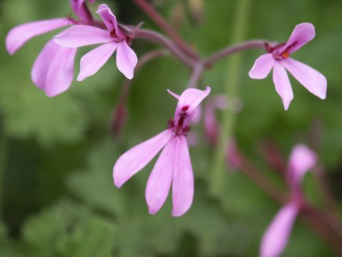 Brilliantine - Doftpelargoner.