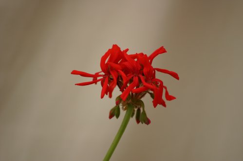 Brockbery Scarlet - Kaktus- och Nejlikepelargoner .