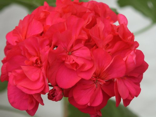 Brook`s Purple - Zonalpelargoner.