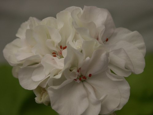 Brookside Betty - Gyllenbladiga pelargoner.