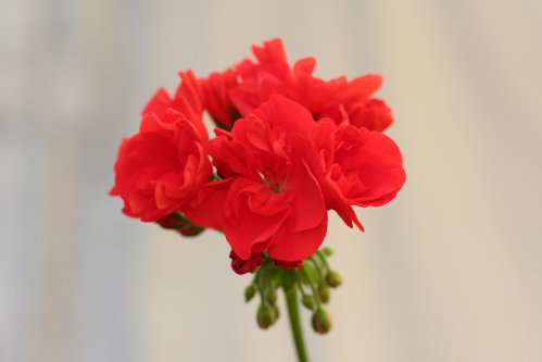 Brookside Flamenco - Zonalpelargoner.