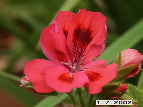 Brunswick - Doftpelargoner.