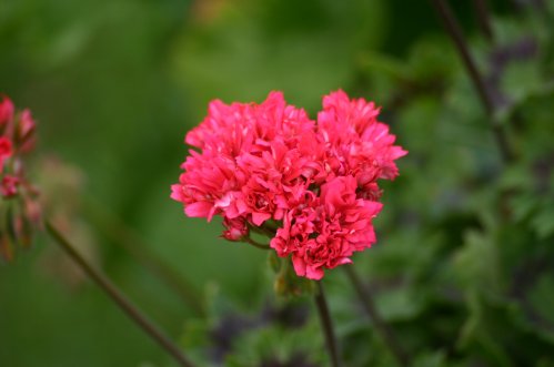 Bugle - Stj�rnpelargoner.