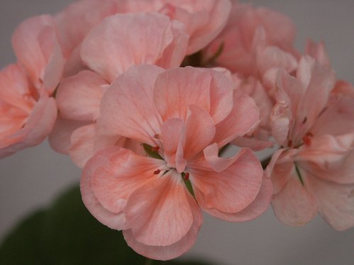 Dolce Vita - Zonalpelargoner.