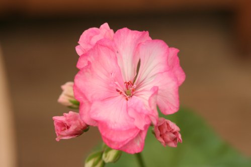 Camisole - Zonalpelargoner.