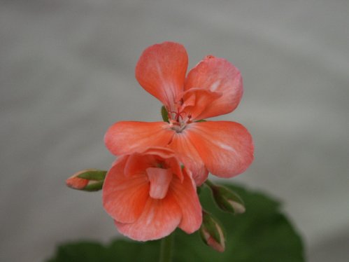 Canasta - Mini- och Dv�rgpelargoner.