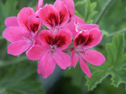 Capri - Doftpelargoner.