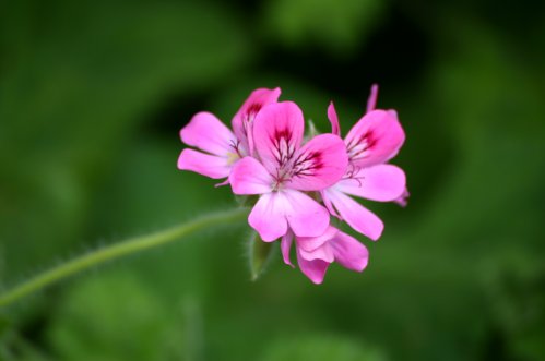 Capricon - Doftpelargoner.