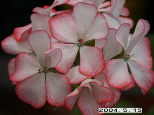 Carmel - Zonalpelargoner.