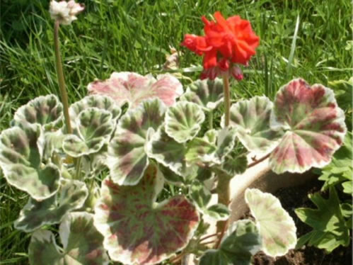 Wilhelm Languth - Brokbladiga pelargoner .