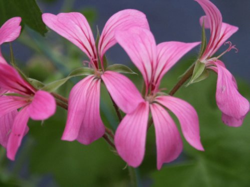 Cascade Lila mini - H�ngpelargoner.