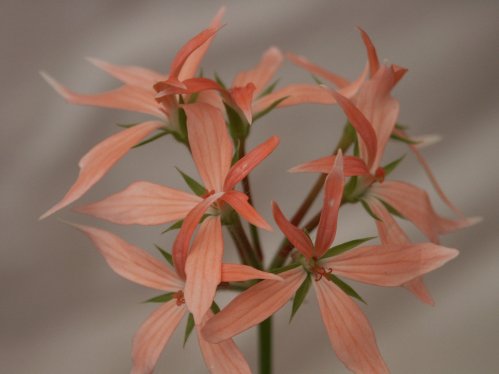 Cathay - Stj�rnpelargoner.