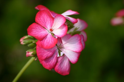 Catholica - Zonalpelargoner.