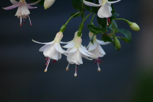 Celina - H�ngande Fuchsia.