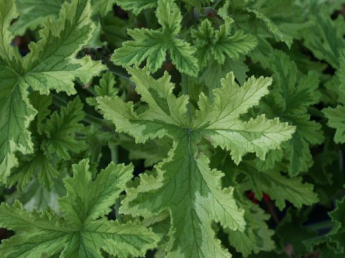 Charity - Doftpelargoner.