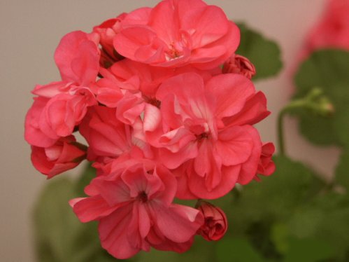 Charlotta - Zonalpelargoner.