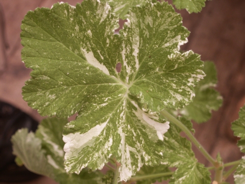 Charmay snow - Doftpelargoner.