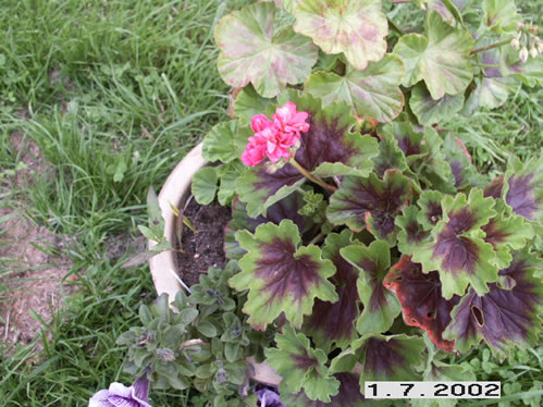 Chokolade dropps - Zonalpelargoner.