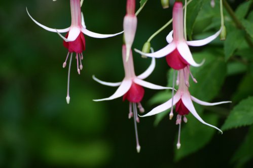 Checker Board - Uppr�ttv�xande Fuchia.