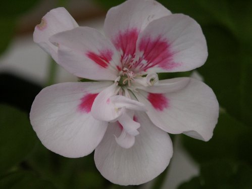 Chelsea Morning - Zonalpelargoner.