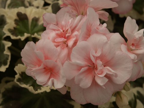 Chelsea Star - Brokbladiga pelargoner .