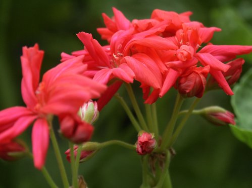 Cherry - Kaktus- och Nejlikepelargoner .