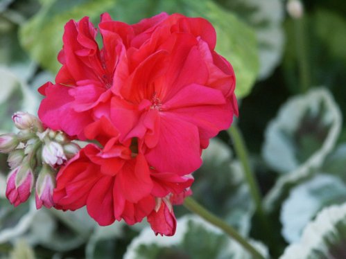 Cherry Sundae - Brokbladiga pelargoner .