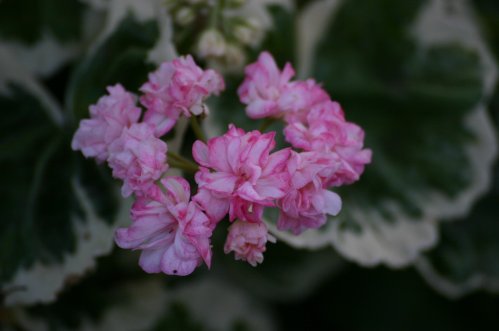 Chelsea Diane - Brokbladiga pelargoner .