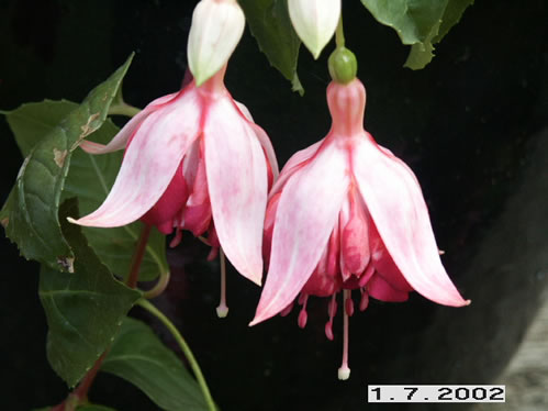 Circus Spangles - Halvh�ngande Fuchsia.