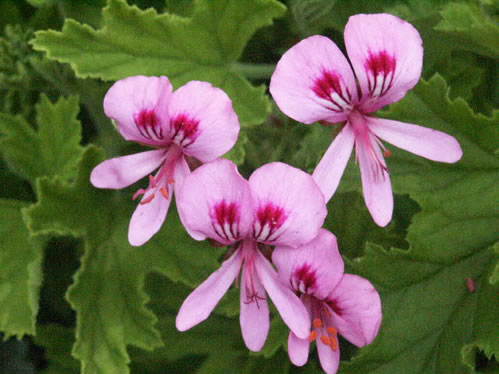 Citronella - Doftpelargoner.