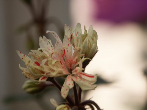 Clatterford - Stj�rnpelargoner.
