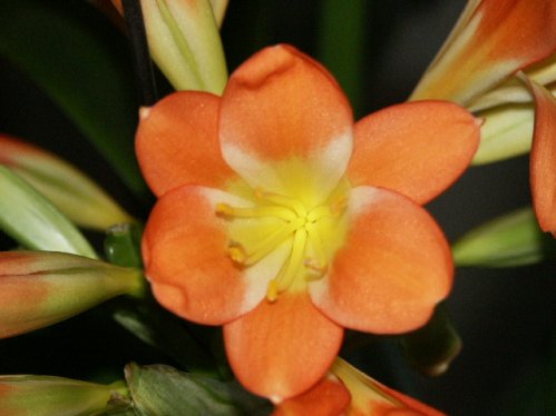Clivia - L�kar och kn�lar.