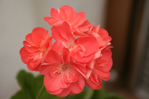 Cloe Smith - Mini- och Dv�rgpelargoner.