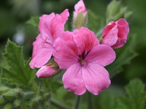 Clorinda - Doftpelargoner.