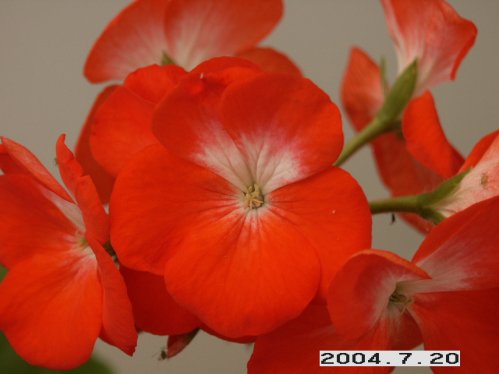Colibri - Zonalpelargoner.