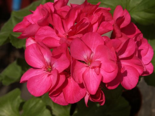 Colorado - Zonalpelargoner.