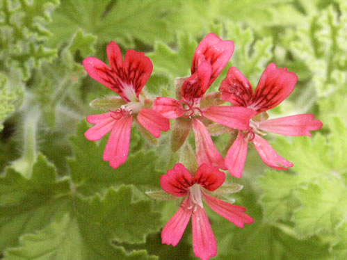 Concolour Lace - Doftpelargoner.